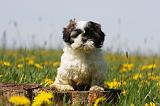 SHIH TZU 278